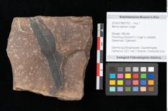 Foto (Objekt + Etikett) von Myrica lignitum Unger (NHMW-GEO-2024-0188-0702)